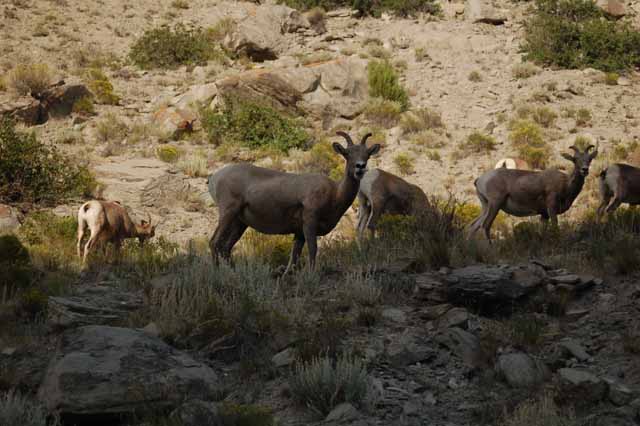 big horn sheep near the north entrance